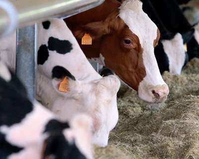 FENAPECUÁRIA quer reforço de medidas para alavancar o setor