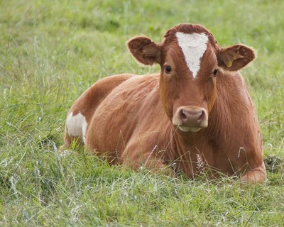 Fileira da Carne de Bovino propõe novas políticas para garantir o abastecimento
