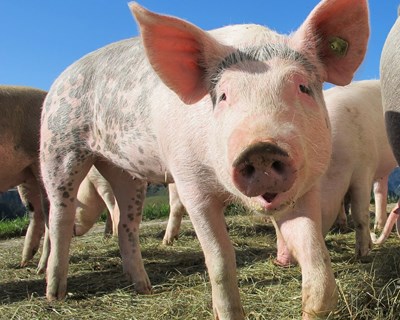 Fileira da carne de porco recebida de urgência pela Ministra da Agricultura