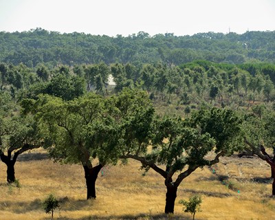 Floresta e agropecuária do norte alentejano em debate