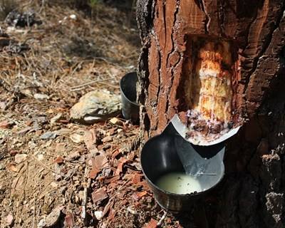 Floresta: setor da resinagem volta a crescer
