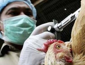 Foco de Gripe das Aves restringe exportações avícolas dos EUA