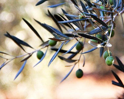 Focos de Xylella fastidiosa detetados em Espanha