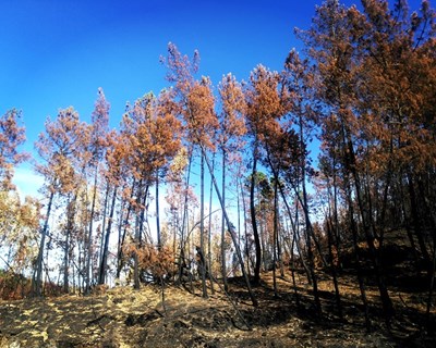 Fogos do verão reconhecidos como catástrofe natural e com apoio de €10 milhões