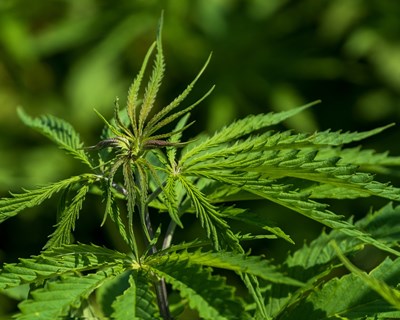 Formação sobre Cultivo de Cânhamo Industrial acontece nos Açores