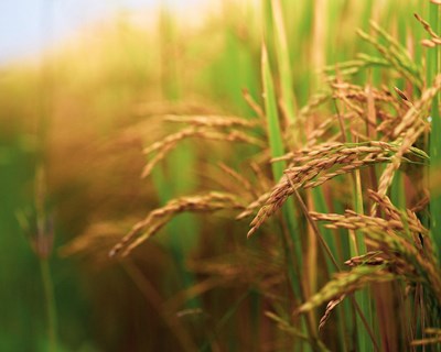 Formar os agricultores em gestão de risco para aumentar a resiliência do setor agrícola
