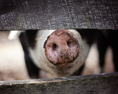 FPAS lidera consórcio europeu Welfarmers