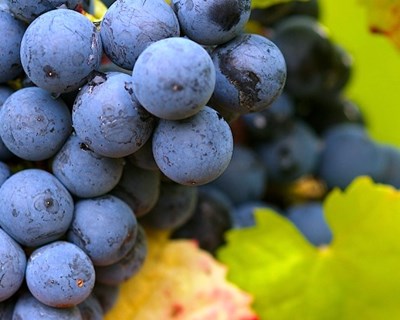 França: Governo estima queda de 18% na produção de vinho
