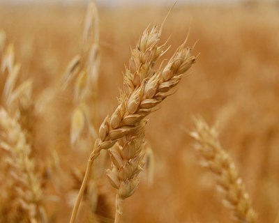 França quer duplicar Produção de Trigo Duro em 10 anos