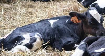 França vai avançar com a nova etiquetagem dos produtos animais