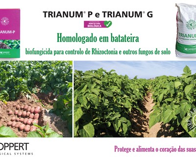 Fungicida biológico da Koppert obtém registo para controlo de fungos de solo em batateira