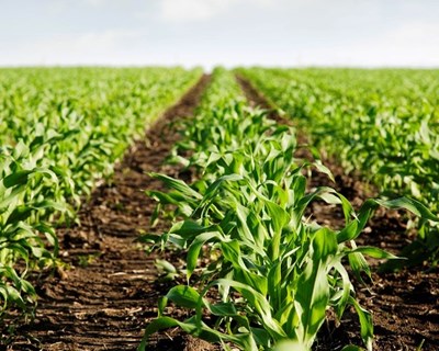 Futura PAC traz oportunidade para biológicos, defende Agrobio
