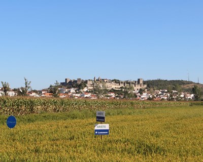 Gestão das infestantes do arroz