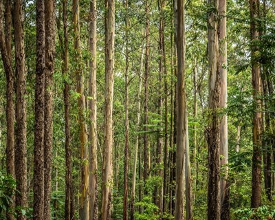 Gestão de alta qualidade das florestas e zonas florestais na futura estratégia florestal da União Europeia