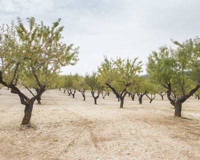 Gestão do solo, vegetação espontânea e produtividade no amendoal