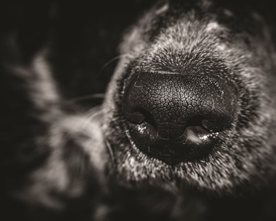 GESTÃO SUSTENTÁVEL DE ANIMAIS ERRANTES: DESAFIOS E ESTRATÉGIAS INTEGRADAS