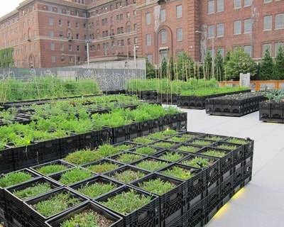 Google lança Mapa de Agricultura Urbana em Portugal