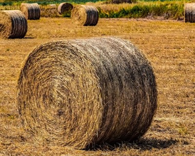 Governo atribui 288 mil euros a quatro organizações de agricultores