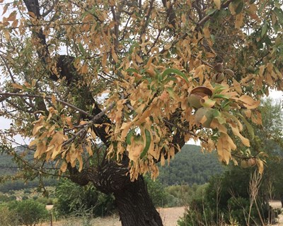 Governo disponibiliza apoios para travar a propagação da Xylella fastidiosa