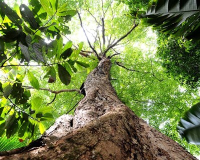 Governo investe €82,7 milhões na proteção da floresta