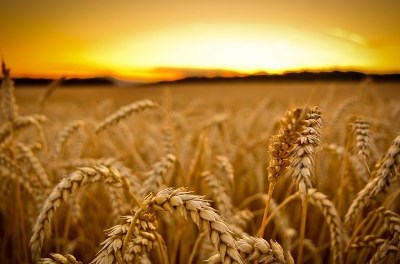 Governo paga mais de €37 milhões em março aos agricultores