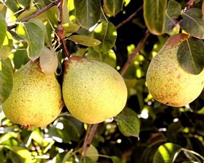 Graduados da UAlg em Agronomia e Hortofruticultura com estágios profissionais garantidos