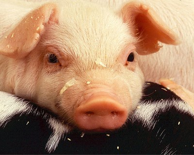Grécia comprova primeiro surto de peste suína
