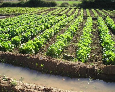 Greening: novas normas entraram em vigor
