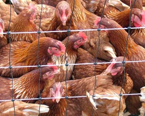 Gripe das Aves detetada em 6 Estados Norte-Americanos