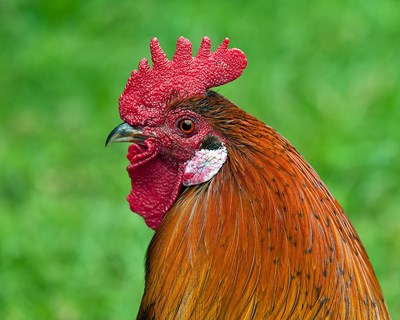 Gripe das aves detetada em Castro Verde