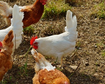 Há mais gado para consumo e menos pescado em Portugal