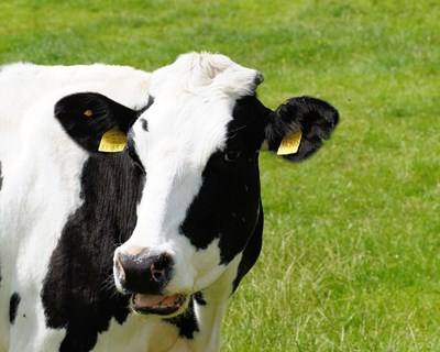 Há um «salto qualitativo» na sanidade animal nos Açores