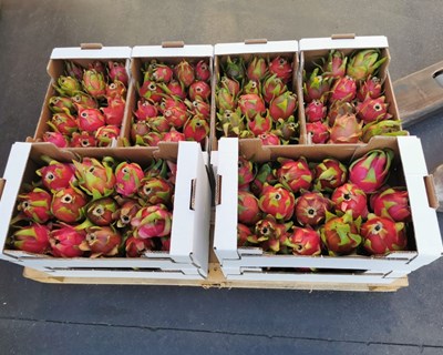 Hubel Verde apresenta soluções para o cultivo de pitaia