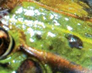 Seminário de Ranicultura reúne Especialistas Internacionais
