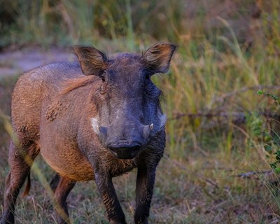 ICNF rebate as críticas perante a autorização da caça aos javalis para proteger culturas agrícolas