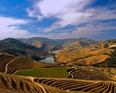 Identificação de Vinhas no Douro passa a ser online