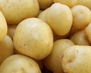 Identificado Gene Resistente à requeima da Batata