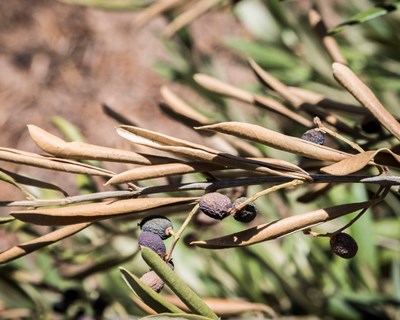 Identificada solução natural contra a Xylella fastidiosa, uma das doenças que mais preocupa a agricultura