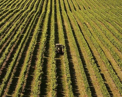 IFAP: Campanha de subsídios ao Pedido Único (PU) prolongada até 15 de maio