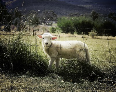 IFAP cria aplicação para registo de identificação de ovinos e caprinos