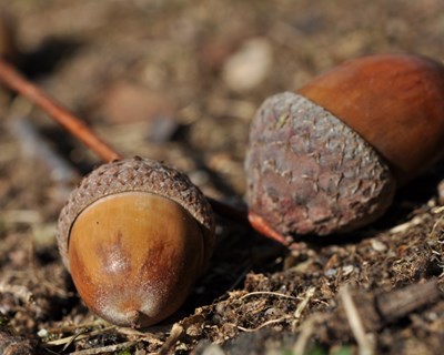 II Conferência Ibérica dedicada à bolota chega em novembro