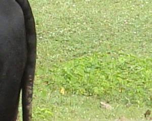 II Jornadas Técnico-científicas de Tração Animal