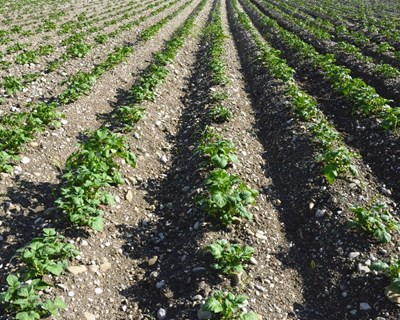 III Jornadas de Engenharia Agronómica em Vila Real