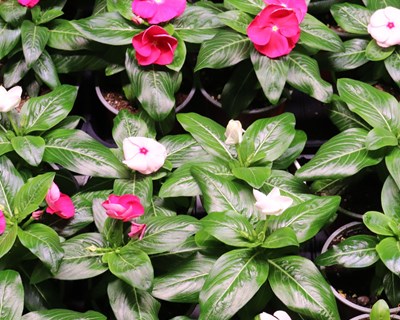 Impacto da radiação UV-A no crescimento de nove cultivares de catharanthus roseus em fábricas de plantas - Bibliografia