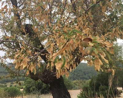Importação de plantas hospedeiras de Xylella fastidiosa: proibições