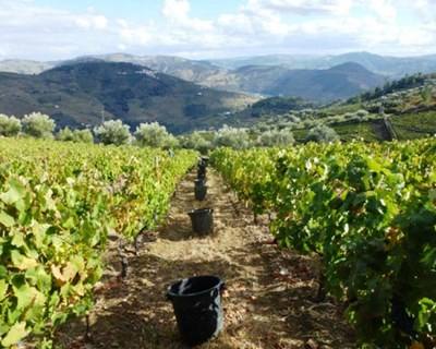 Incêndios: região dos Vinhos Verdes alerta viticultores que podem recorrer a seguro