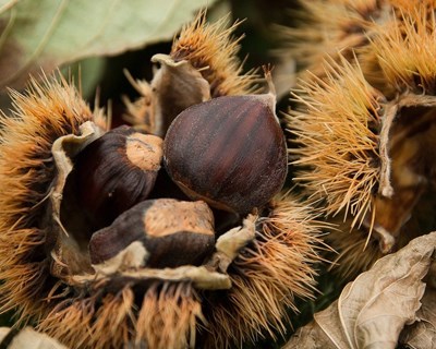 Incidência do cancro do castanheiro e estrutura populacional de Criphonectria parasitica (Murrill) M. E. Barr na região do Entre Douro e Minho