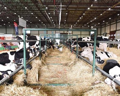 Greve nos transportes põe em causa alimentação de "cerca de 40 milhões de animais”, diz IACA