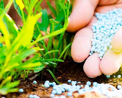 Indústria que utiliza moscas soldado-negro para produzir ração animal e fertilizante chega a Portugal
