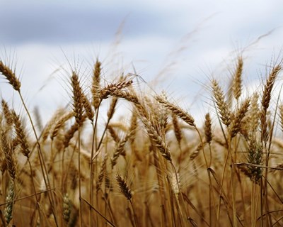 INE aponta para redução da área de cereais de inverno e aumento da azeitona para azeite